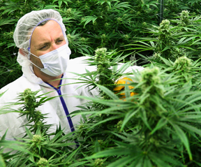 Procesamiento de Cannabis Medicinal: De la teoría a la práctica